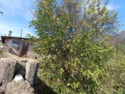 <strong>TERRENO - COLONIA DONA LUÍZA</strong>