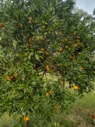<strong>CHACARÁ - PROXÍMO DO RIO TIBAGI</strong>