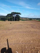 <strong>Chácara, 6 Alqueires, Terra Nova, Castro-PR</strong>