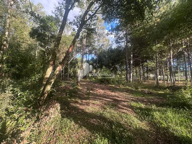 Miniatura - Foto Terreno de 2.500 m2 - Região Colônia Dona Luiza