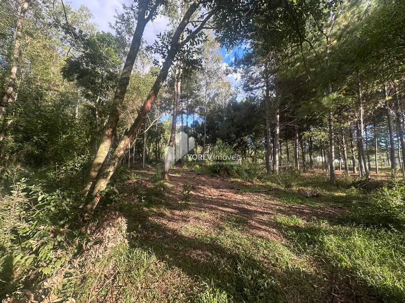 Foto Terreno de 2.500 m2 - Região Colônia Dona Luiza