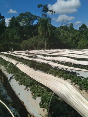 <strong>Sítio, Campo do Cerrado, Piraí do Sul/PR</strong>