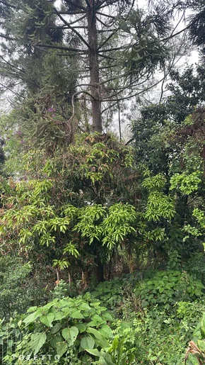 Terreno A 2 Minutos Do Centro Da Cidade