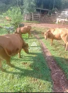 <strong>Chácara com 5 alqueires em Itaiacoca</strong>