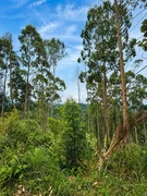 Sitio - Camboriu - Foto 4