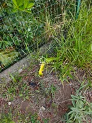 Terreno Condomínio Van Wilpe - Jardim Carvalho - Foto 5