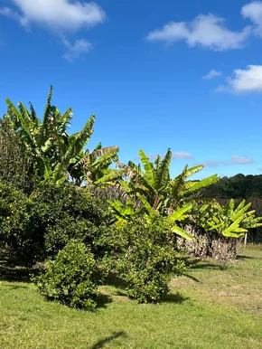 Chácara à Venda - Cará Cará