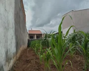 <strong></strong> ()