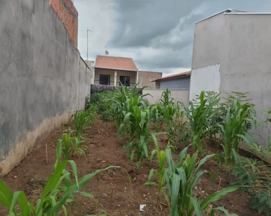 <strong></strong> ()