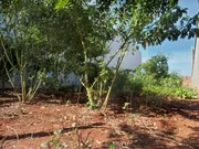 <strong></strong> ()