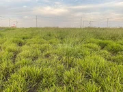 <strong></strong> ()