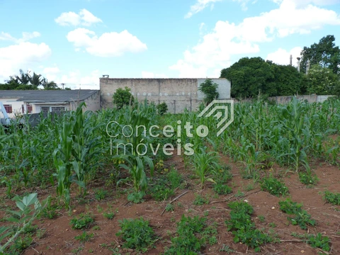 Foto Terreno