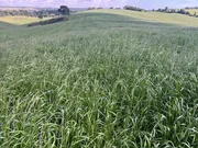 <strong>Fazenda à venda, Centro, Castro, PR</strong>