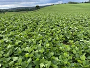 <strong>Fazenda à venda, Centro, Castro, PR</strong>