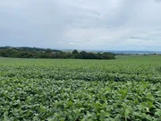 <strong>Fazenda de plantação  à venda, rodovia, Ponta Grossa, PR</strong>