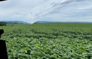 <strong>Fazenda de plantação  à venda, rodovia, Ponta Grossa, PR</strong>