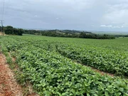 <strong>Fazenda de plantação  à venda, rodovia, Ponta Grossa, PR</strong>