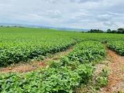 <strong>Fazenda de plantação  à venda, rodovia, Ponta Grossa, PR</strong>