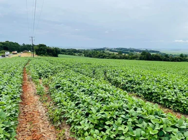 <strong>Fazenda de plantação  à venda, rodovia, Ponta Grossa, PR</strong>