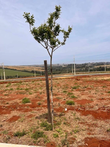 Foto Terreno