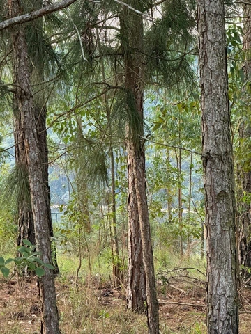 Foto Terreno