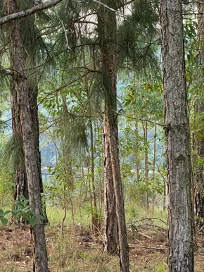 <strong>Terreno à venda com 1.000m² no Alagados, Ponta Grossa, PR</strong>