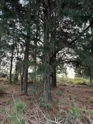 <strong>Terreno à venda com 1.000m² no Alagados, Ponta Grossa, PR</strong>