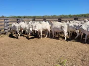 <strong>Fazenda à venda, Nova Maringá, MT</strong>