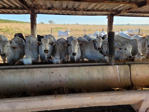 Foto Rural