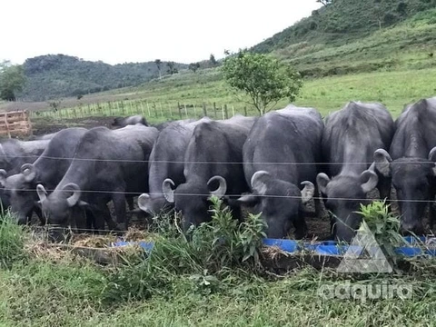 Foto Rural