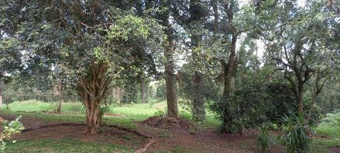 Foto Rural