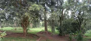 <strong>Chácara à venda, Catanduva, Carambeí, PR</strong>