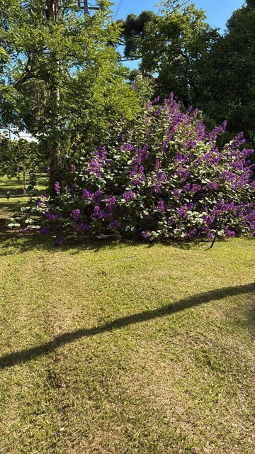 Foto Rural
